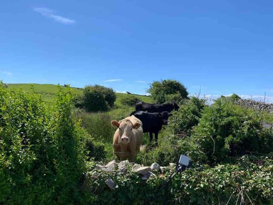 Bumblebee Cottage Donegal Town Bagian luar foto